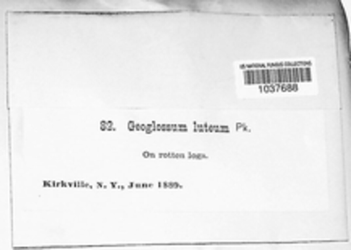 Leptoglossum luteum image